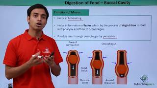 Class 11th – Digestion of Food  Buccal Cavity  Digestion and Absorption  Tutorials Point [upl. by Aztiram179]