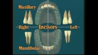 V102 Dental Anatomy All About Teeth [upl. by Tarsus153]