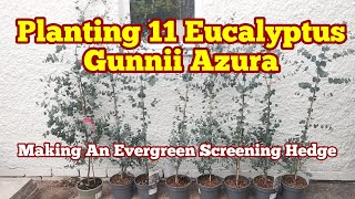 Planting 11 Dwarf Eucalyptus Gunnii Azura Evergreen Tree As Privacy Screening Hedge Grow [upl. by Hazem]