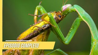 Asombrosos mundos animales e impresionantes paisajes  Episodio Completo [upl. by Spiegelman543]