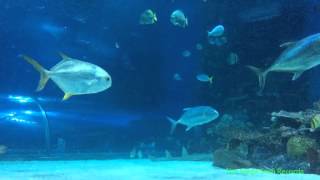 Tropicarium Budapest Zoo Aquarium Tropicarium Budapest [upl. by Bills290]