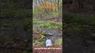 The stream is running in the Poconos [upl. by Trocki]