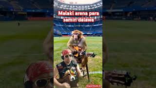 Malaki arena para samin dalawa monkey guitar love [upl. by Elynad]