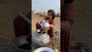 morning routine in desert camels video camels milk traditional india [upl. by Ochs]