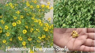 Harvesting Fenugreek SeedsMethi Dana मेथी के बीज मेथी दाना [upl. by Zetniuq]