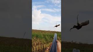 Fagiani tra le stoppie di riso una bella azione di lancia hunting pheasant pheasanthunting [upl. by Mlohsihc]