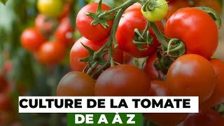 Culture de la tomate de A à Z [upl. by Collette]