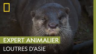 Une loutre dAsie attend des bébés   UNE SAISON AU ZOO [upl. by Moitoso]