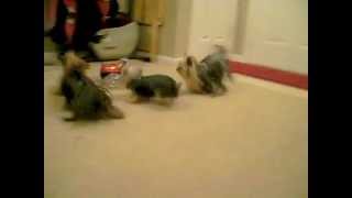 Priceless Yorkie Puppy Yorkshire Terriers Attack Remote Control Car [upl. by Giannini]