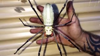 🕸Top 10 Largest Spiders True Spiders  BEST LIST [upl. by Chaddie]