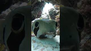 Diodon liturosus koffervis scubadiving fish snorkeling travel scuba gopro ocean fishing [upl. by Rawdin]