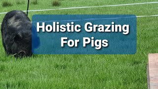 Our Pigs New Holistic Grazing System [upl. by Lethia]