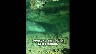 Rare Monk Seal off Malta [upl. by Arod365]