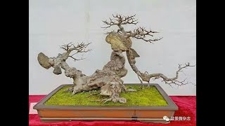 Loạt những cây cảnh BONSAI dáng “Long Cuốn Thủy” đẹp ngây ngất [upl. by Tronna]