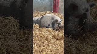 pigs pigsty farm hay country countryside animals [upl. by Mighell]