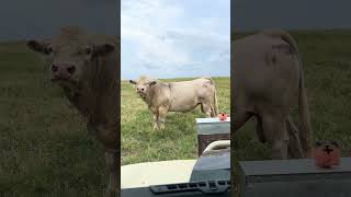 Hank is a Happy Boy Huge Bull cattle bull cows shorts happy big [upl. by Nasus]