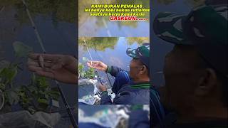 Mancing boskuh mancingbelut mancing fishing mancingmania mancingikan mancingnila fypシ゚viral [upl. by Assirram]