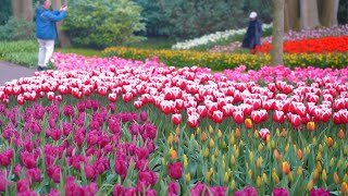 Spring in Europes Largest Tulip Garden  Keukenhof 2023  4K [upl. by Emmons]