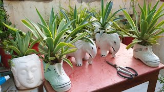 HARDEST PLANT TO KILL for Beginners  Agave Plant  How to Grow and Care Agave  Fun Gardening [upl. by Carce]