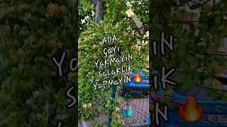 SALAKLIK YAPMAYIN 🔥😈 ADAÇAYI YAKMAYIN adaçayı yakmak hanımeli honeysuckle çiçek sözlerköşkü [upl. by Minica]