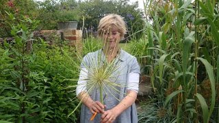 What to do with your allium seedheads [upl. by Paco]