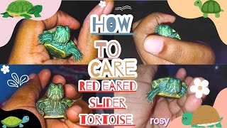 🐢how to care red eared slider tortoise redearedsliderturtle trending [upl. by Verger]