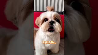 Shihtzu Dog Barking ShihTzu barking dogs shihtzupuppies petholic shorts [upl. by Anelas]