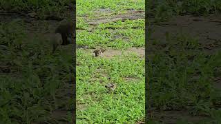 Blackcollared starling Birds beautifulbird birds birdsounds bird nature birdsoun myna [upl. by Harriet]