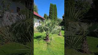 Butia capitata Update Gelee  Palme Sept 2023 [upl. by Faxan665]