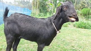 Goat Sounds 2024  Some Best Goat Sound In The Village Goat Video Record By Tobibul [upl. by Cleveland517]