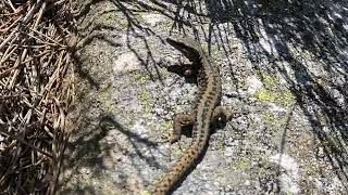 Podarcis muralis  Lagartija roquera  Common wall lizard [upl. by Pudendas]