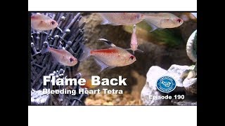 Flame Back Bleeding Heart Tetra  Fincasters Episode 190 [upl. by Ogeid]