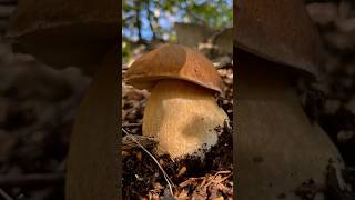 NONNO ma che PORCINO ENORME 😱😍porcini funghi funghiporcini boletus boletusedulis fungo [upl. by Sarita]