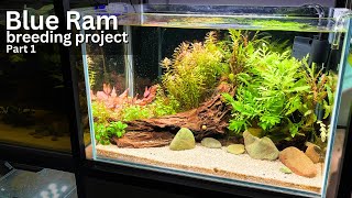 Blue Ram breeding project Tank Setup amp Pair Search [upl. by Larson601]