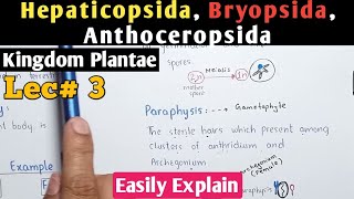 Characteristics Of Hepaticopsida Bryopsida And Anthoceropsida In Urdu Hindi [upl. by Gualtiero801]