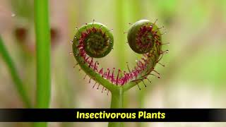 Heterotrophic Plants  Saprophytic  Parasitic  Insectivorous plants [upl. by Cony]