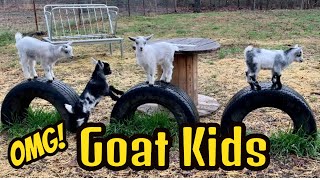 Baby Goats Playing  Happy little Goat Kids [upl. by Fugazy]