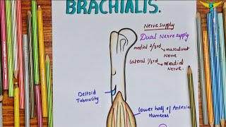 Brachialis Muscle  Upper Limb [upl. by Mckenna]