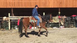 Sold 28 7yr old 15HH bay QH gelding 2250 [upl. by Nonnel]