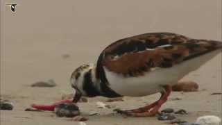 Ruddy Turnstone foraging on beach [upl. by Einej264]