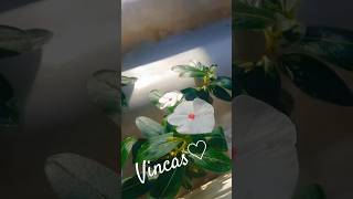 VINCAS BRANCAS [upl. by Nus466]