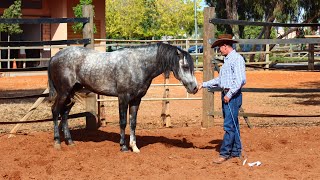 Working with a Barb Stallion in Morocco [upl. by Ahsilak]