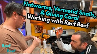 Flatworms Vermetid Snails amp Gluing Coral  Working with Reef Beef [upl. by Davenport]