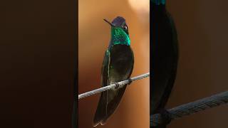 “Iridescence” Gorgeous Rivoli’s Hummingbird swarovski [upl. by Margaretha]