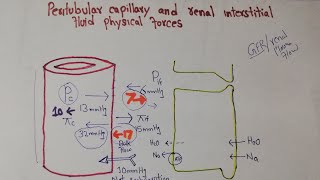 Renal system Lec 103  Peritubular Capillary Hydrostatic pressure  Colloid osmotic pressure [upl. by Marinelli]