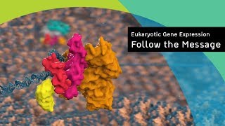 Eukaryotic gene expression following the message [upl. by Dranyam]