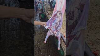 Amazing deshi goat mutton cutting technique by expert butcher in bd [upl. by Aiyekal]