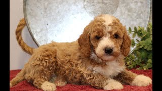 Mini Goldendoodle Puppies for Sale [upl. by Hteik]