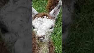 choanal atresia in alpacas [upl. by Anhoj]