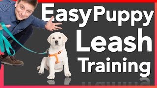 How to Leash Train your Puppy [upl. by Thalassa]